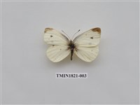 藏品(蔬菜害蟲)的圖片